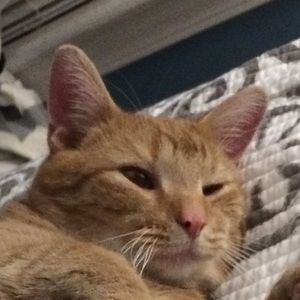 Meet your Posher, Kiwi